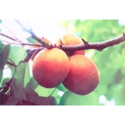 Дозрілі абрикоси на гілці дерева - КРОКУС