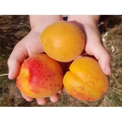 Рука держит три абрикоса на фоне земли - КРЫМСКИЙ АМУР