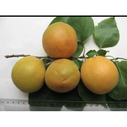 Абрикосы на ветке с листьями - Магистр