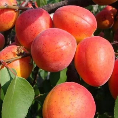 Спелые абрикосы на ветке - Мелитопольский лучистый (Червнэвый)