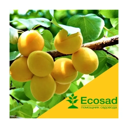 Абрикосы на ветке с логотипом Ecosad - Мелитопольский поздний