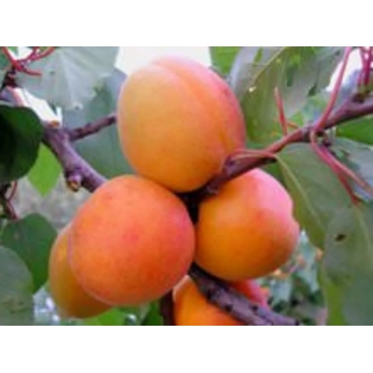 Спелые абрикосы на ветке - Мелитопольский ранний