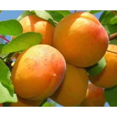 Сочные абрикосы на ветке под ярким солнцем - Мелытопольський 12908