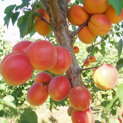 Абрикосы на ветке дерева - Пам'ять Кащенка