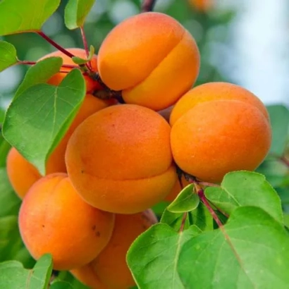 Сочні абрикоси на гілці з зеленими листками - ПАМ'ЯТІ АГЕЄВОЇ