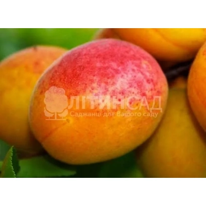 Спелые абрикосы на ветке - Перла 1