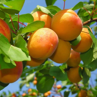 Спелые абрикосы на ветке под синим небом - Приусадебный