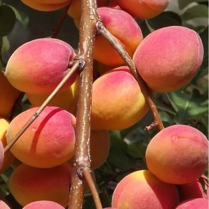 Сочные абрикосы на ветке - САРАТОВСКИЙ РУБИН