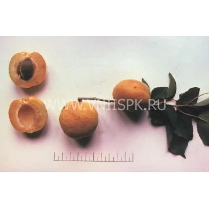 Свіжі абрикоси з кістками та гілкою на білому фоні - Сюрприз