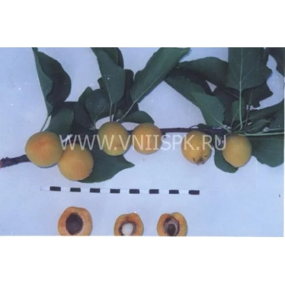 Свіжі абрикоси на гілці з розрізненими плодами внизу - Тамаша