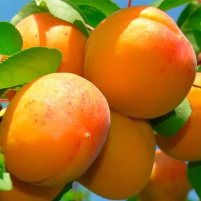 Сочные абрикосы на ветке под ярким солнцем - Тащенакський