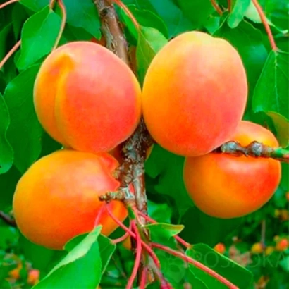 Абрикосы на ветке - Вондер Кот 1