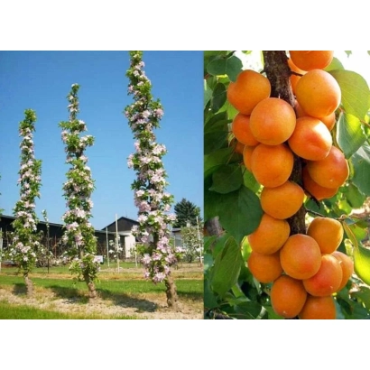 Абрикосы на ветке и цветущие абрикосовые деревья на фоне дома - Зоряний