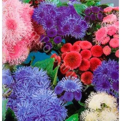 Цветущие растения Агератум разных цветов: розовые, фиолетовые, красные, синие и белые - Весенние Капели
