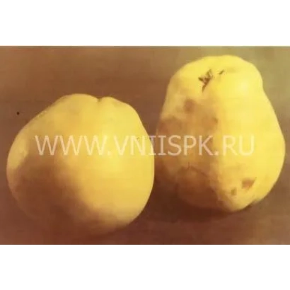 Два плода айвы на деревянной поверхности - Кубанская