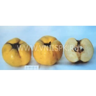 Три плода айвы желтого цвета на белом фоне - Коллективная