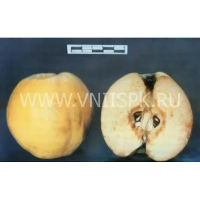 Желтый плод айвы с разрезом, показывающим внутреннюю структуру - Мускатная