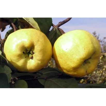 Два желтых плода айвы на ветке с листьями - НОВОРИЧНА