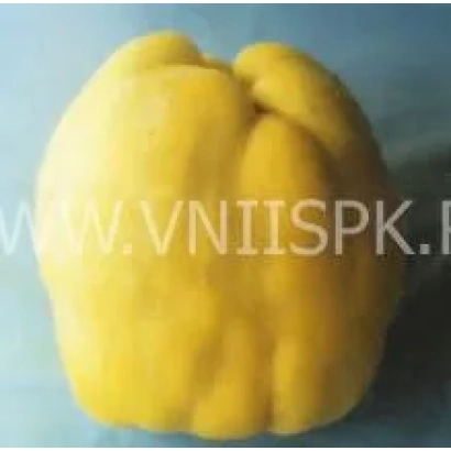 Жовтий плід айви на синьому фоні - Румо