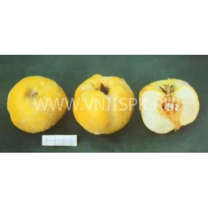 Три плода айвы Тепловская: два целых и один разрезанный пополам, демонстрирующий внутреннюю структуру.