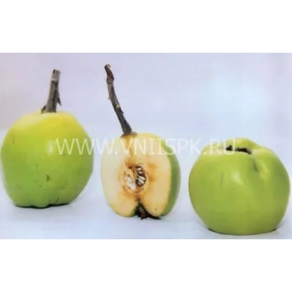 Зелёные плоды айвы с разрезанным плодом в центре, на белом фоне - Враниска Дания