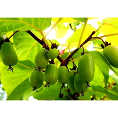 Green kiwifruit on a branch with leaves - Champion