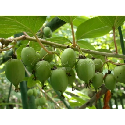 Зеленые плоды актинидии на ветке с листьями - ФАНТАЗИЯ САДОВ