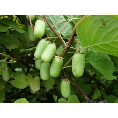 Зеленые плоды актинидии на ветке с листьями - КИВАЛЬДИ