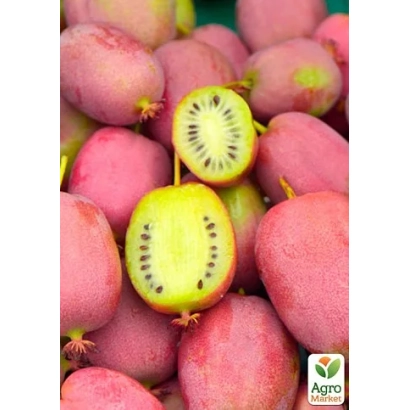 Strawberries with a sliced piece showing internal structure - Nadezhda