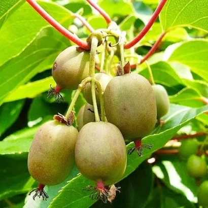 Ripe kiwifruit on a branch with green leaves - Original