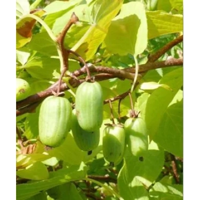Green kiwifruit on a branch - ACTINIDIA KOLOMICTA 'MEMORIAL OF KOLBASINA'