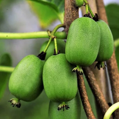 Green kiwifruit on a vine branch - Perlina Sadu