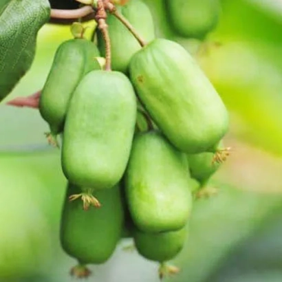 Green kiwifruit on a branch - Emerald