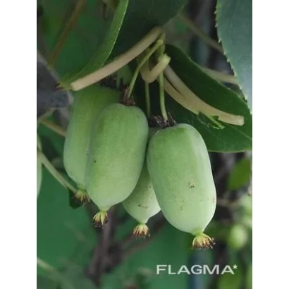 Green kiwifruit on branch with FLAGMA logo - Anniversary