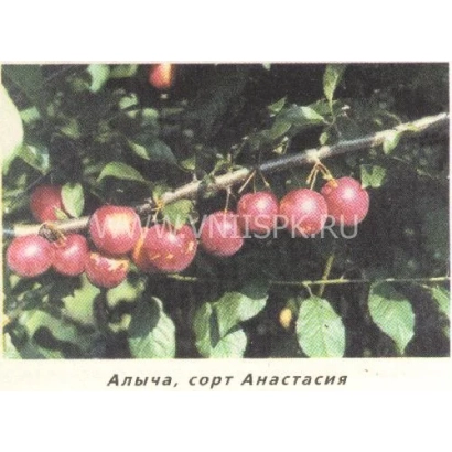 Алыча, сорт Анастасія на гілці