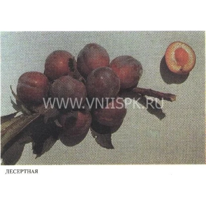 Фотография плодов алычи сорта Десертная с разрезанным плодом и надписью ДЕСЕРТНАЯ - Десертная (Никитская красная 804, Консервная 804, Десертная консервная)