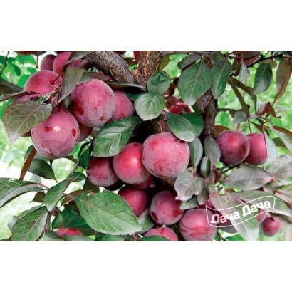 Сорт алычи Дончанка ранняя на ветке с плодами