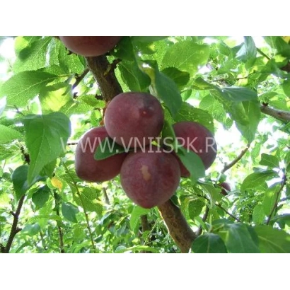 Крупные красные плоды на ветке с надписью VNESPK - Дынная