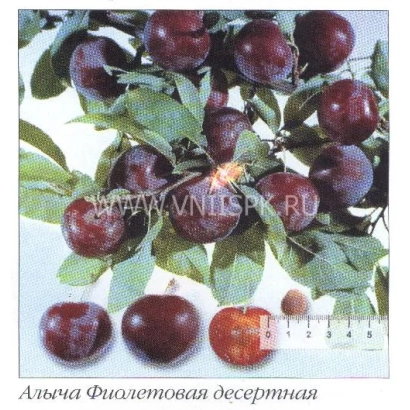 Дозрілі плоди аличі Фіолетова десертна на гілці з листям