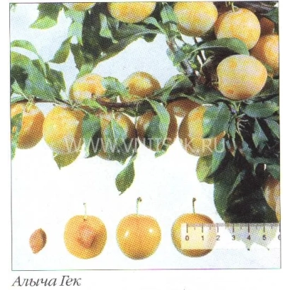 Сорт алычи Гек с плодами на ветке и рядом изображёнными плодами разных размеров