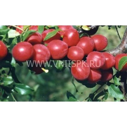 Красные плоды алычи на ветке - Июльская роза (Июньская роза, Комета ранняя)