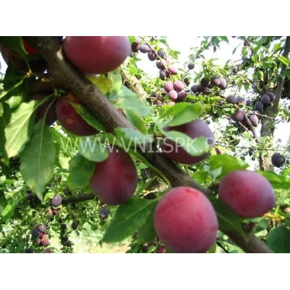 Дозрілі плоди аличі на гілці - Комета пізня