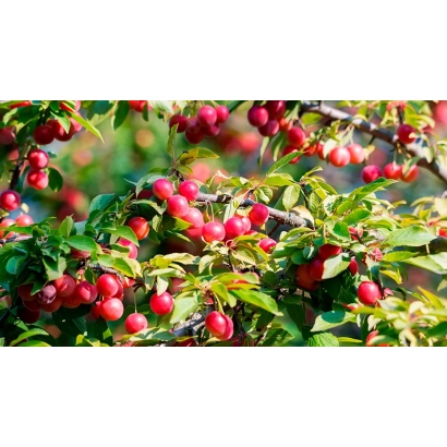 Червоні плоди аличі на гілці - Персея