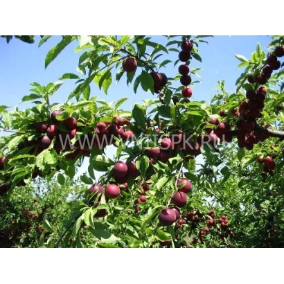 Сочные плоды алычи на ветвях дерева под голубым небом - Путешественница