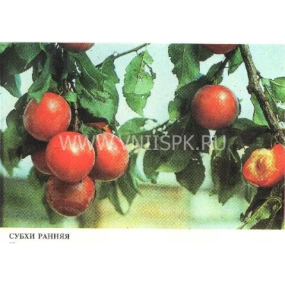Красные плоды алычи сорта Субхи ранняя на ветке