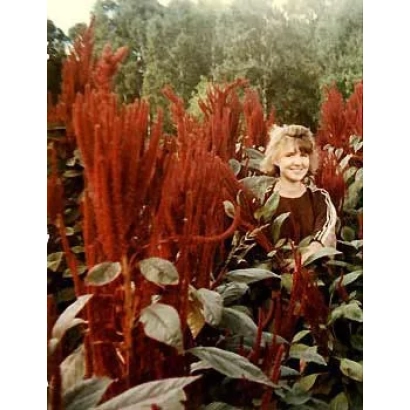 Женщина стоит среди высоких красных растений амаранта на фоне леса - Чергинский