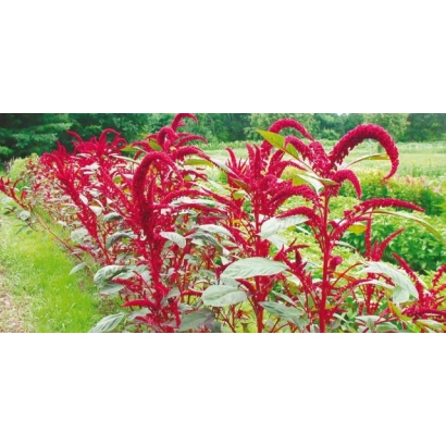 Красные растения амаранта на поле - Добрыня