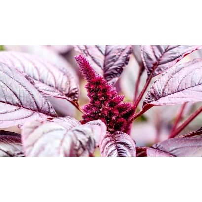 Крупный план растения амаранта с фиолетовыми листьями и соцветием - Дюймовочка