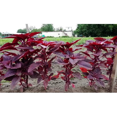 Red amaranth plants in a field - FRANT