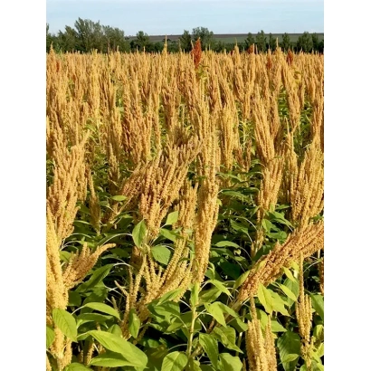 Field of amaranth with golden ears against the sky - KINES